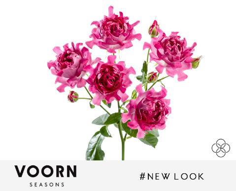 10x Rosa tr. #new look 50cm