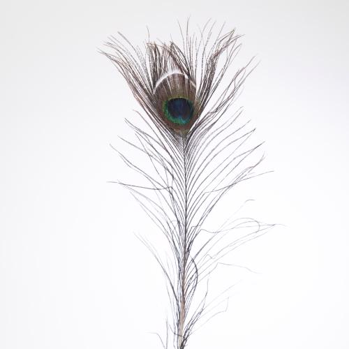 100x Dc pauwenveren 80cm