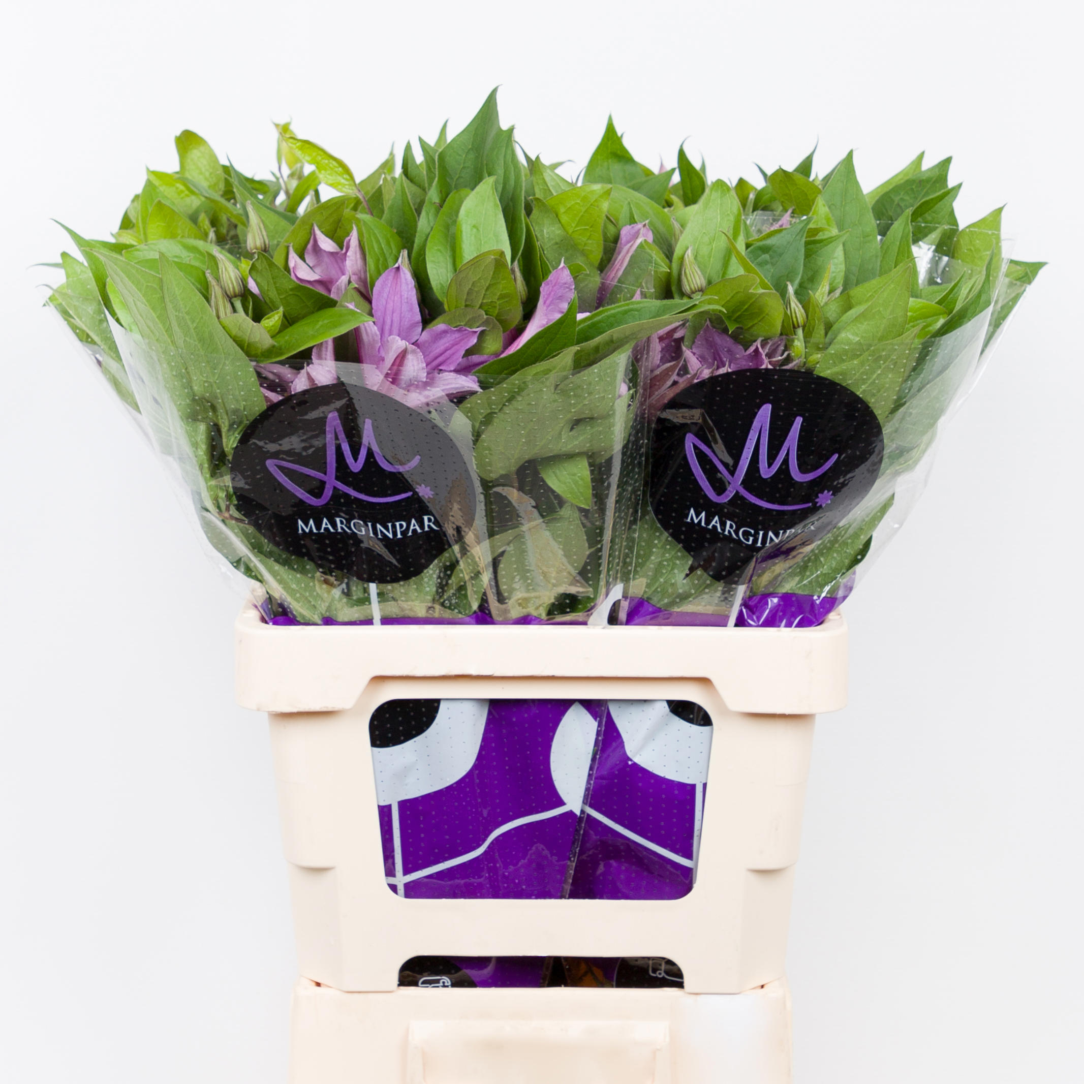 10x Clematis amazing london 60cm
