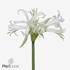 10x Nerine polar bear 80cm