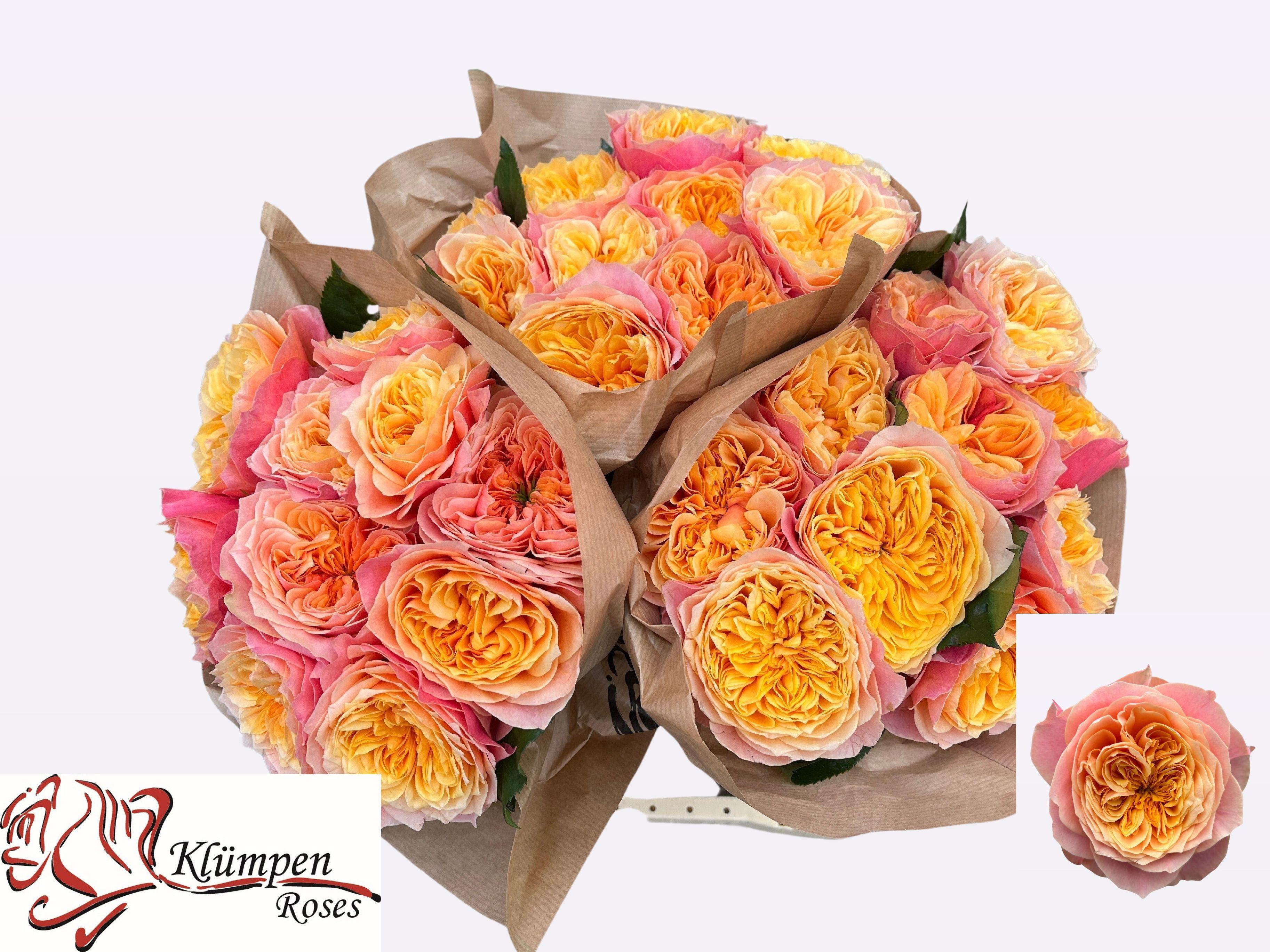 10x Rosa kensington gardens! 30cm