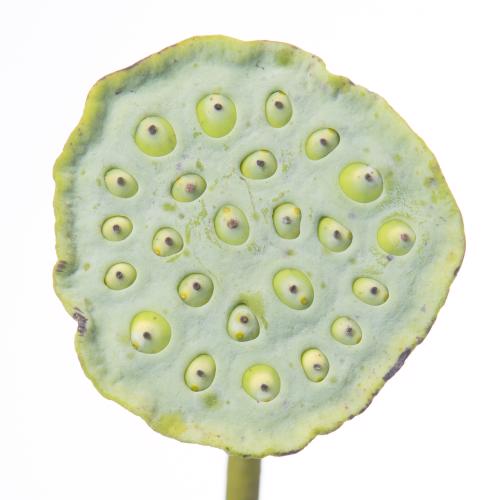 10x Nelumbo nucifera 60cm