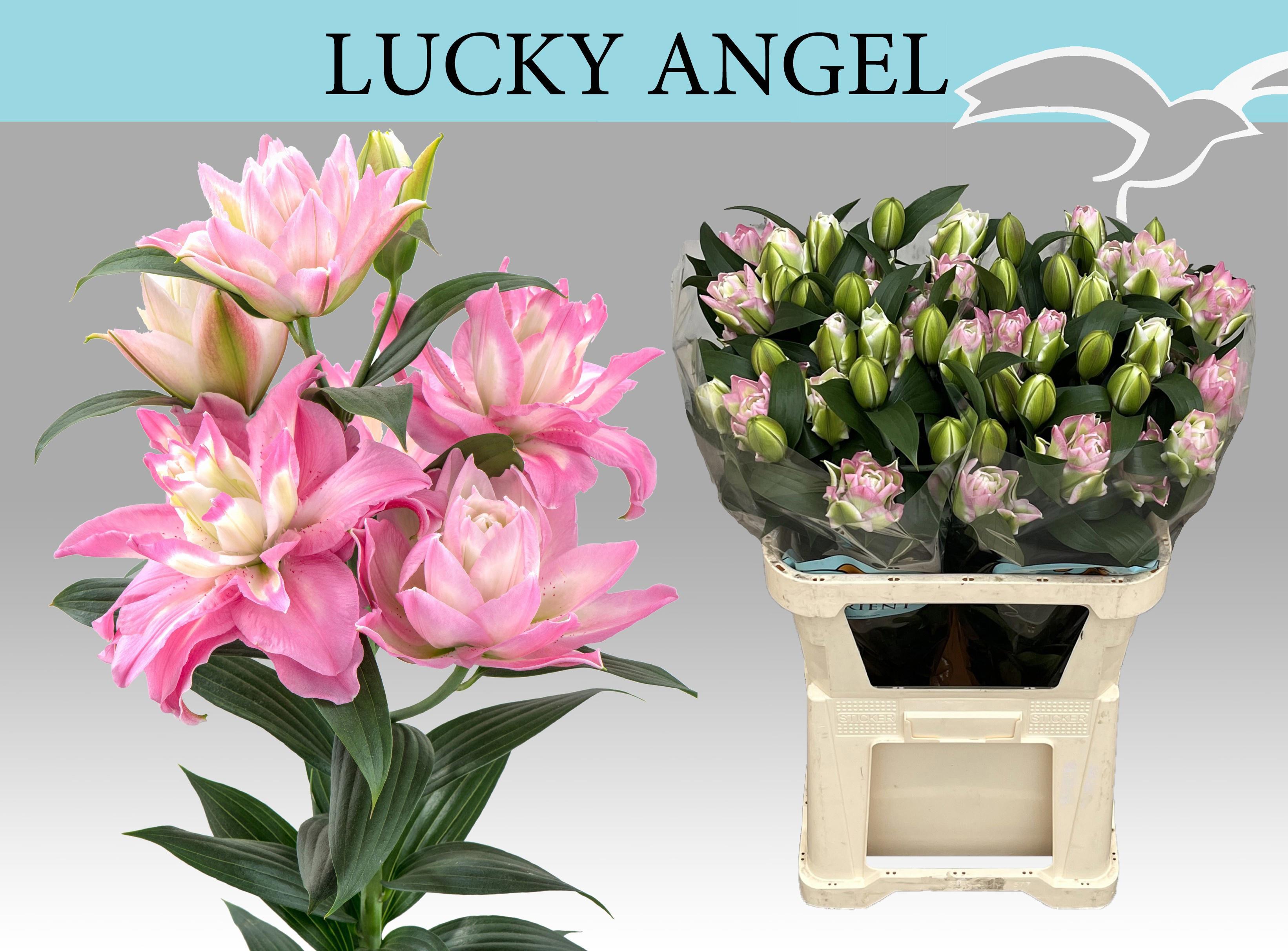 10x Lil.lucky angel du or 80cm