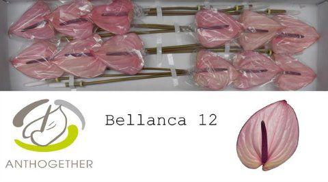 12x Anth.bellanca 10cm