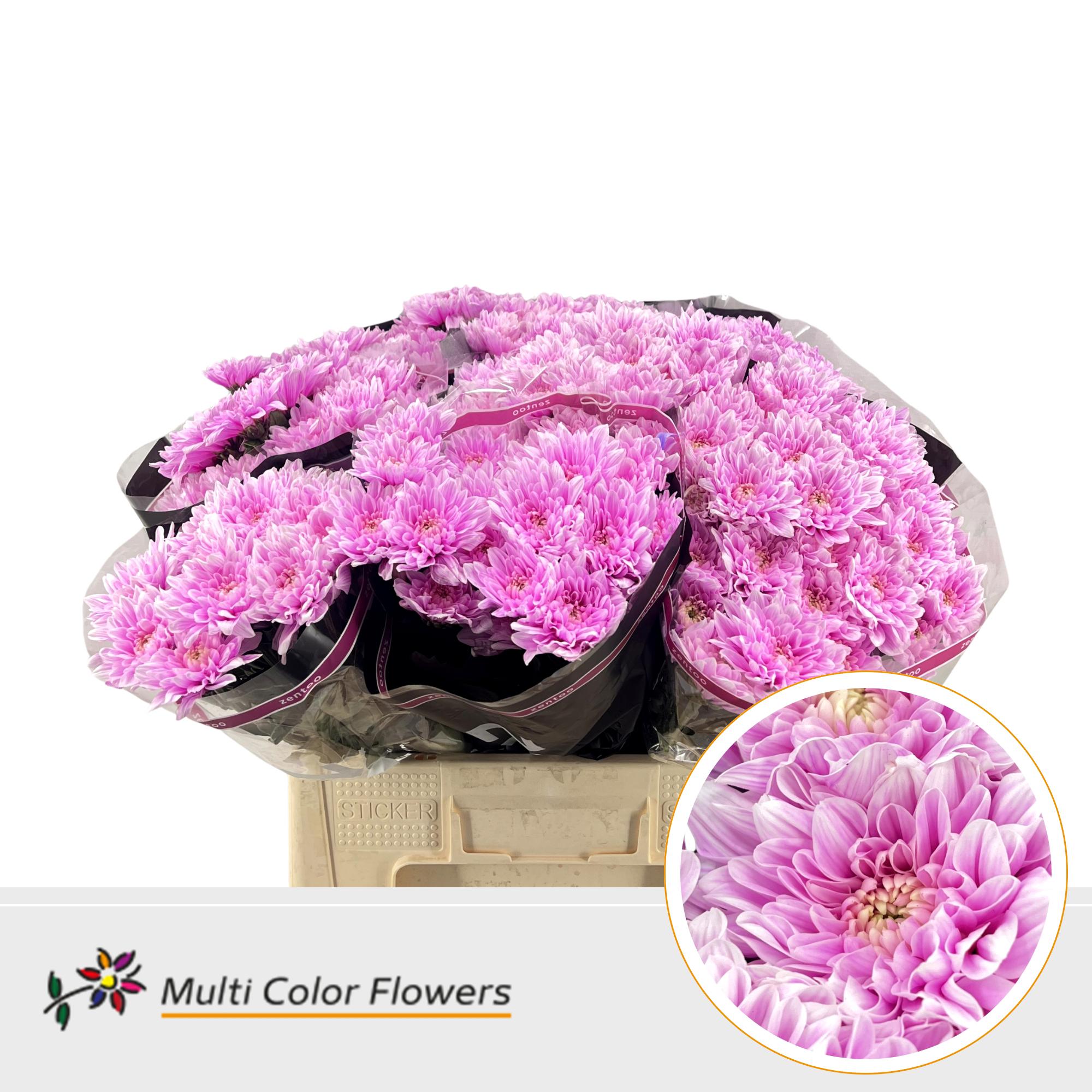 10x Chrysant overig 60cm