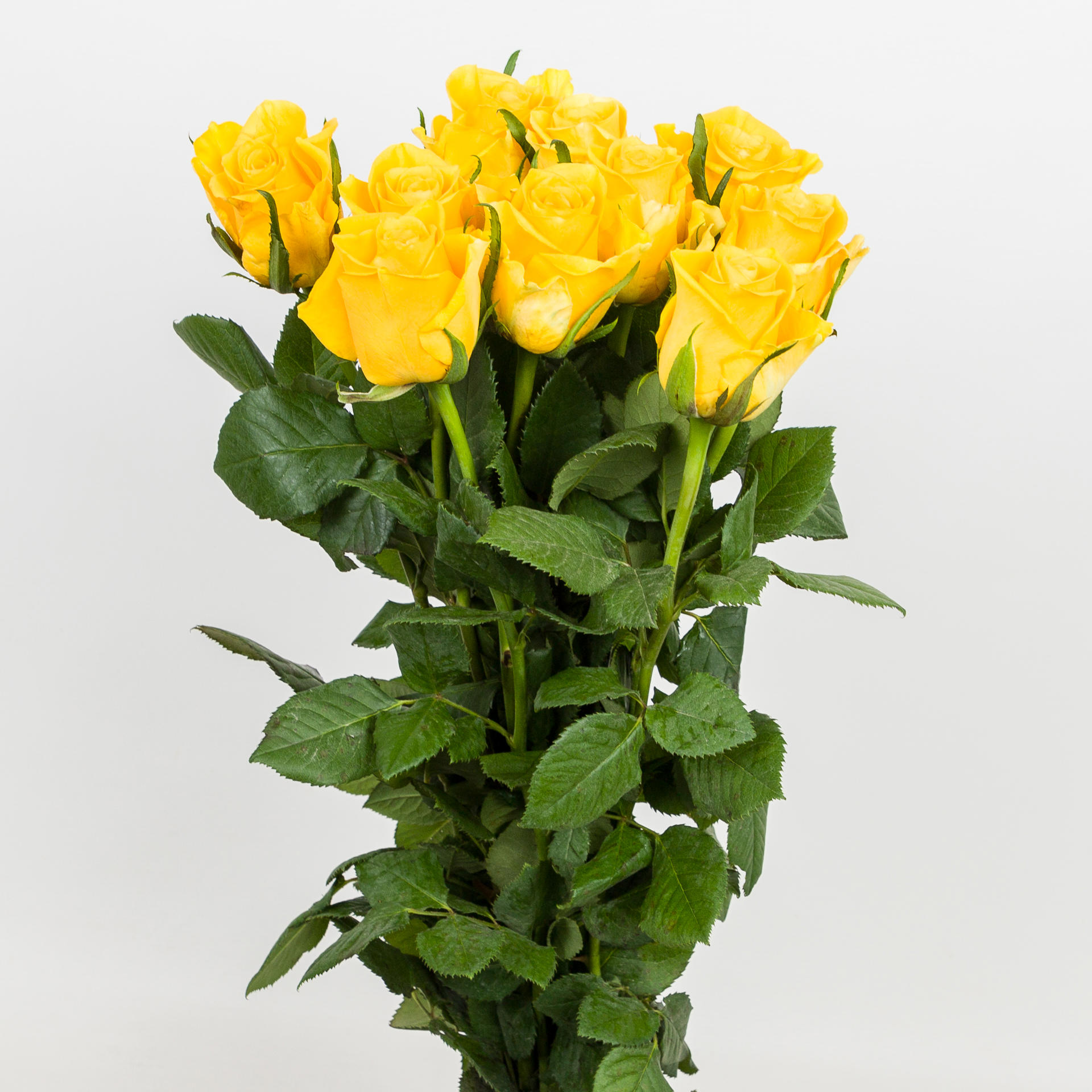 20x Rosa moonwalk 60cm