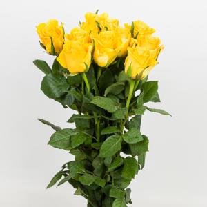 20x Rosa moonwalk 50cm