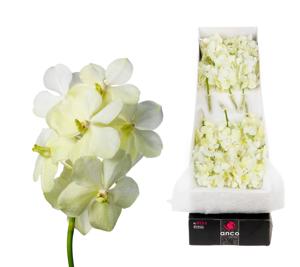 12x Vanda tayanee white 10cm