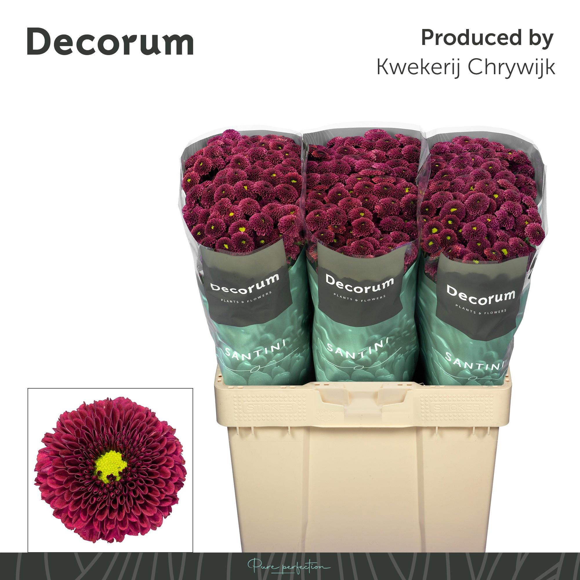 25x Chrysant san.purpetta red 50cm