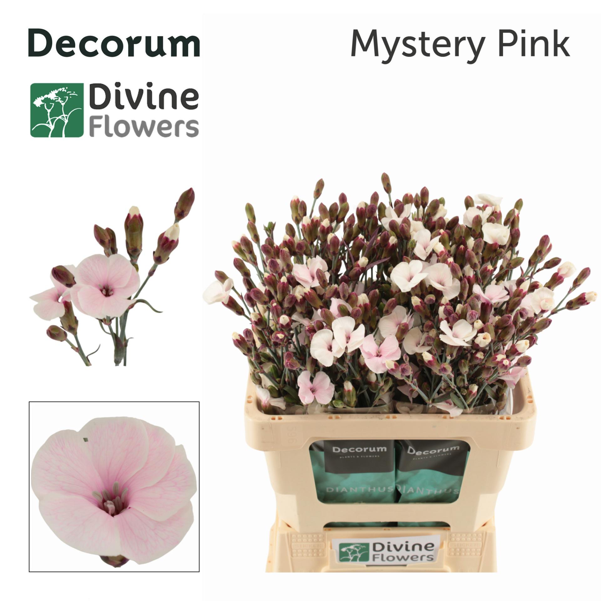 20x Dian.tr. solomio mystery pink 60cm