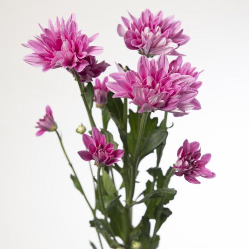 10x Chrysant prada 70cm