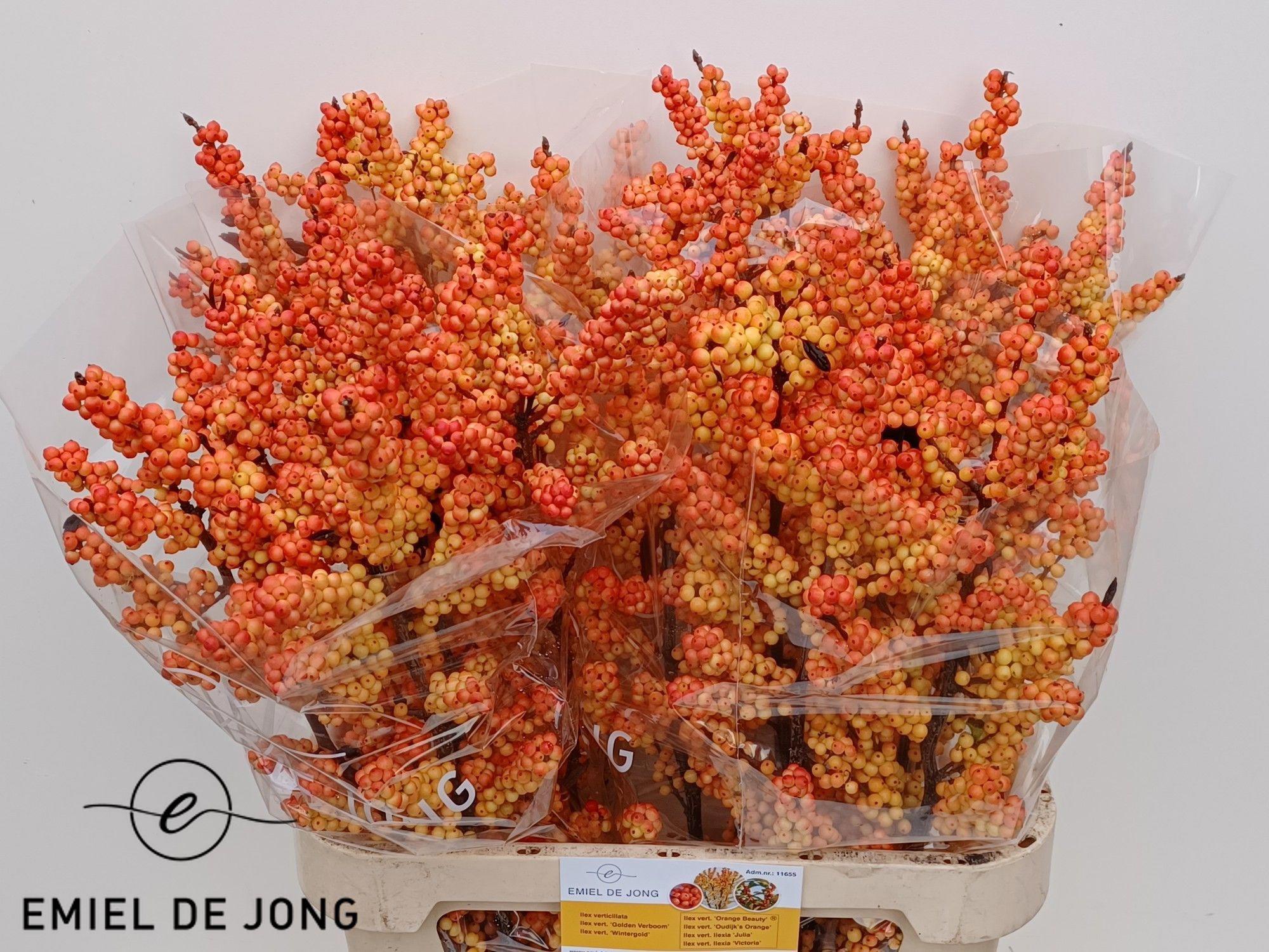 5x Ilex ilexia victoria 80cm