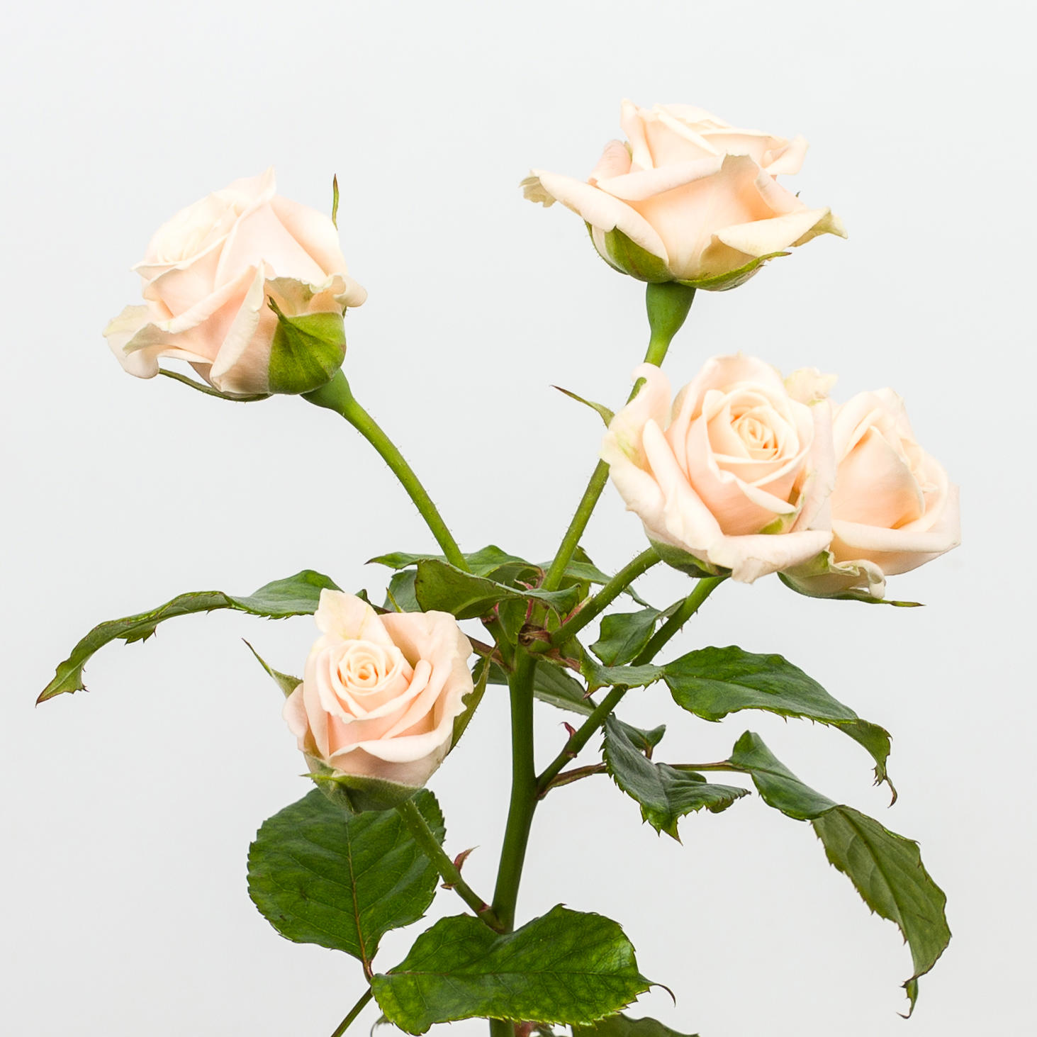 10x Rosa tanja 50cm