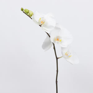 25x Phal.sensation white