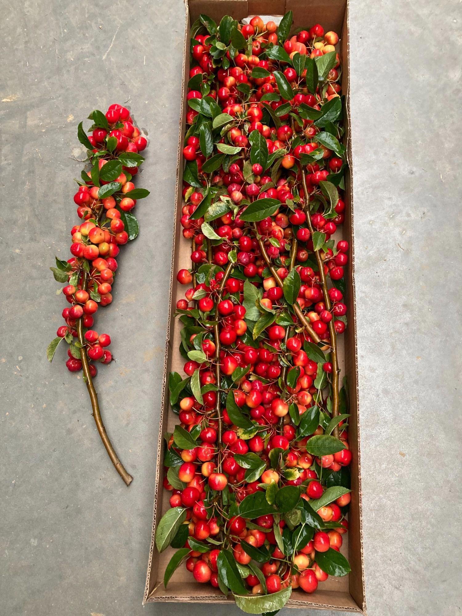 12x Tk appeltak red sentinel 60cm