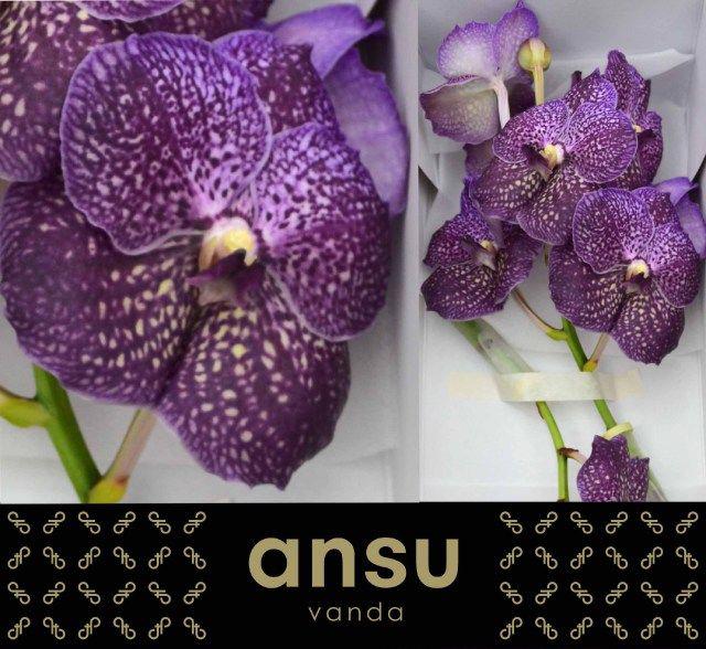 16x Vanda sun.violetta dark 10cm