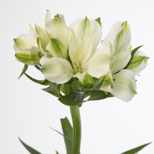 10x Alstroemeria bright star 70cm