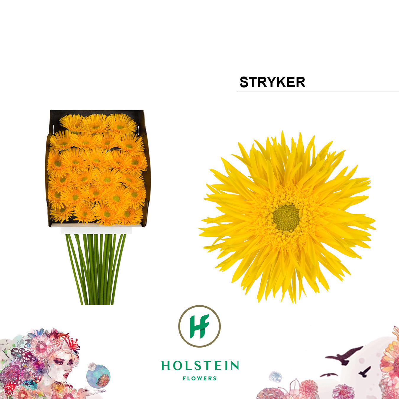 25x Germ.stryker 70cm