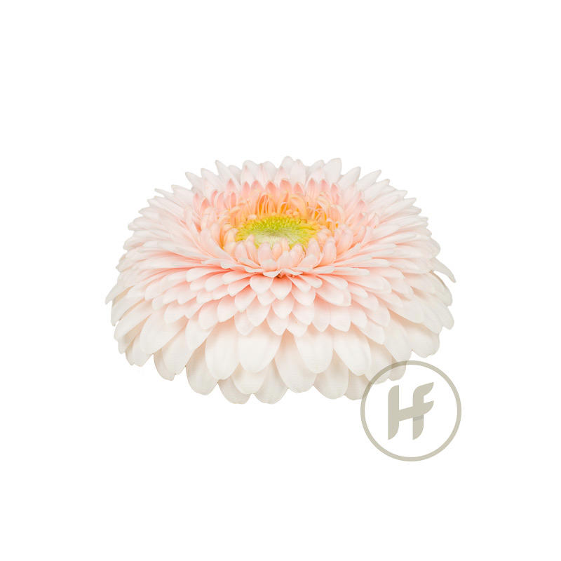 60x Germ.gerponi sweetness 40cm
