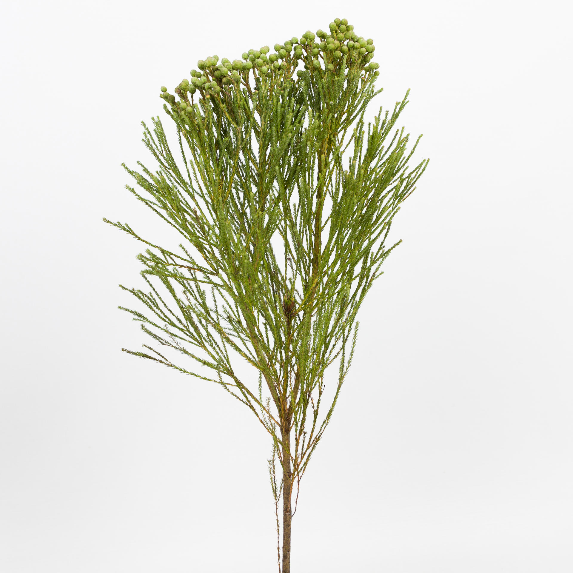 10x Pg berzelia abrotanoides 50cm