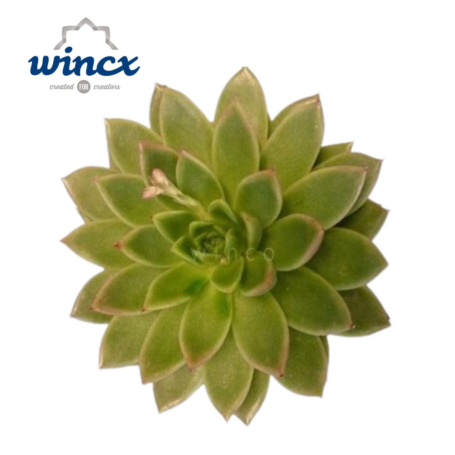 10x Echeveria agavoides 10cm