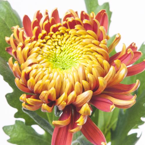10x Chrysant fuego 70cm