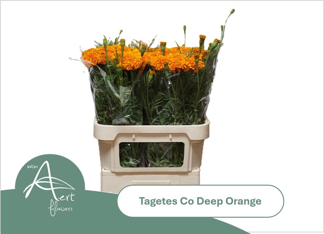 10x Tagetes coco deep orange 80cm