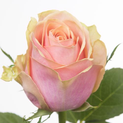 10x Rosa dividend 50cm