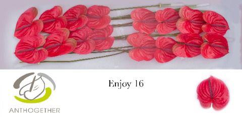 16x Anth.enjoy 10cm