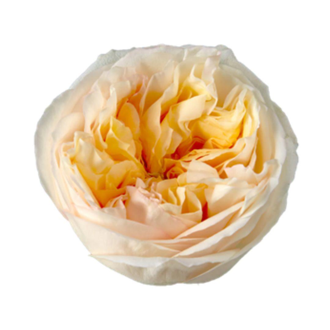 25x Rosa cream x-pression 50cm