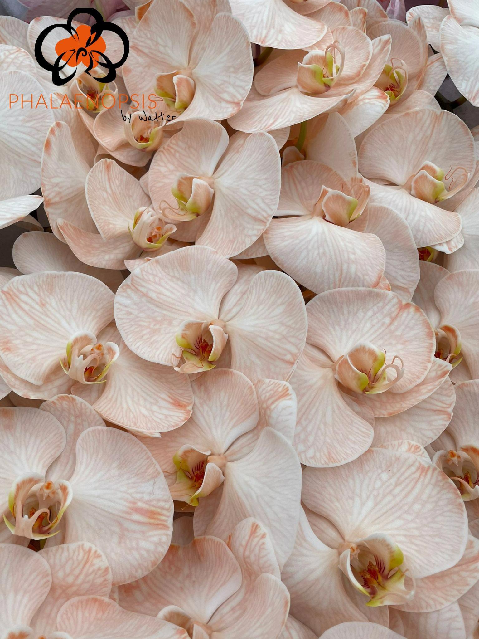 10x Phal. peach tak 80cm