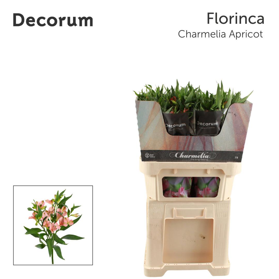 10x Alstroemeria flor.charmelia apricot 70cm