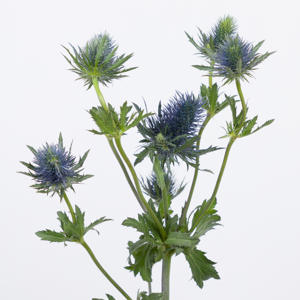 10x Eryngium supernova questar 80cm