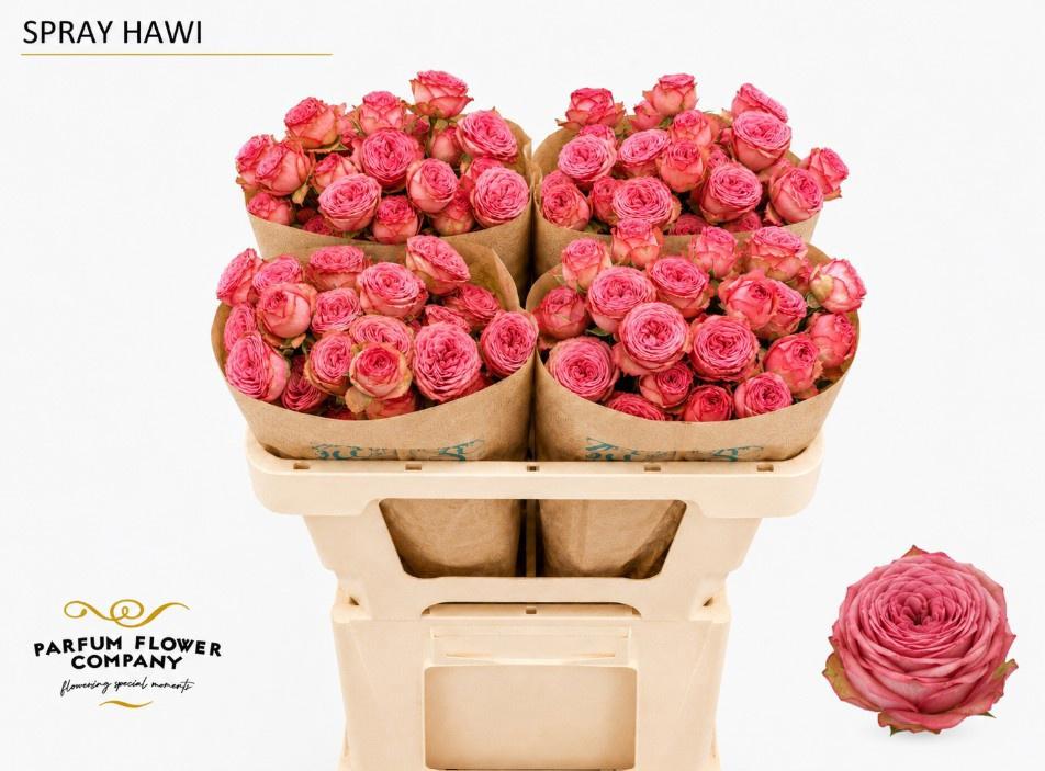 12x Rosa hawi 50cm