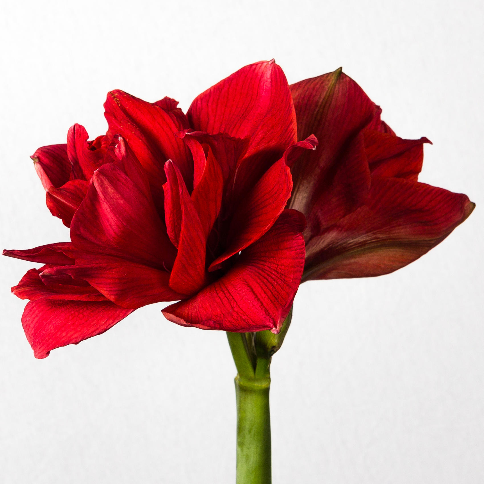 12x Hipp.red torro 50cm