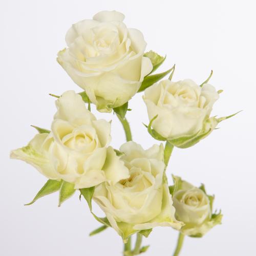 10x Rosa snowflake 50cm