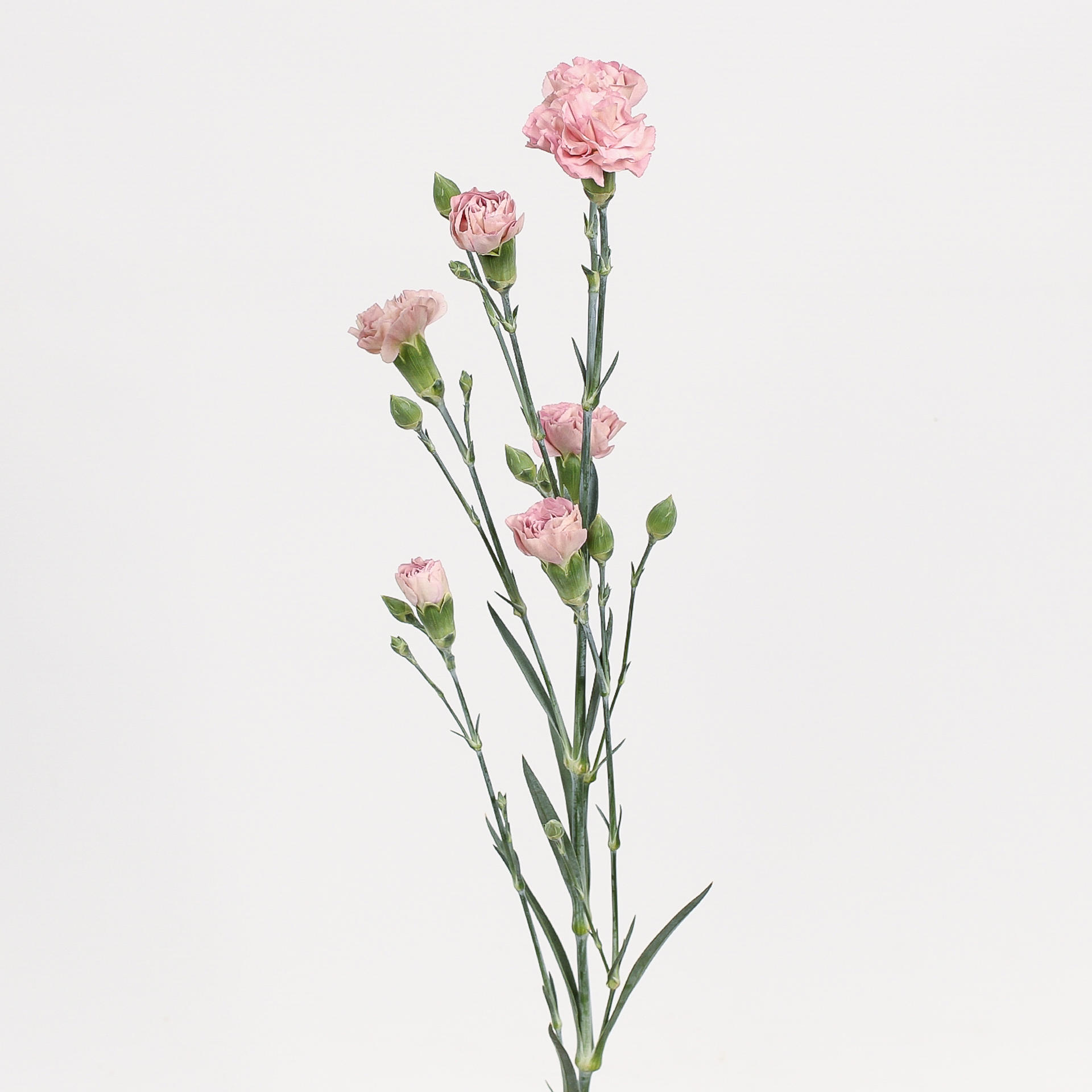 20x Dian.tr.mocha sweet 60cm