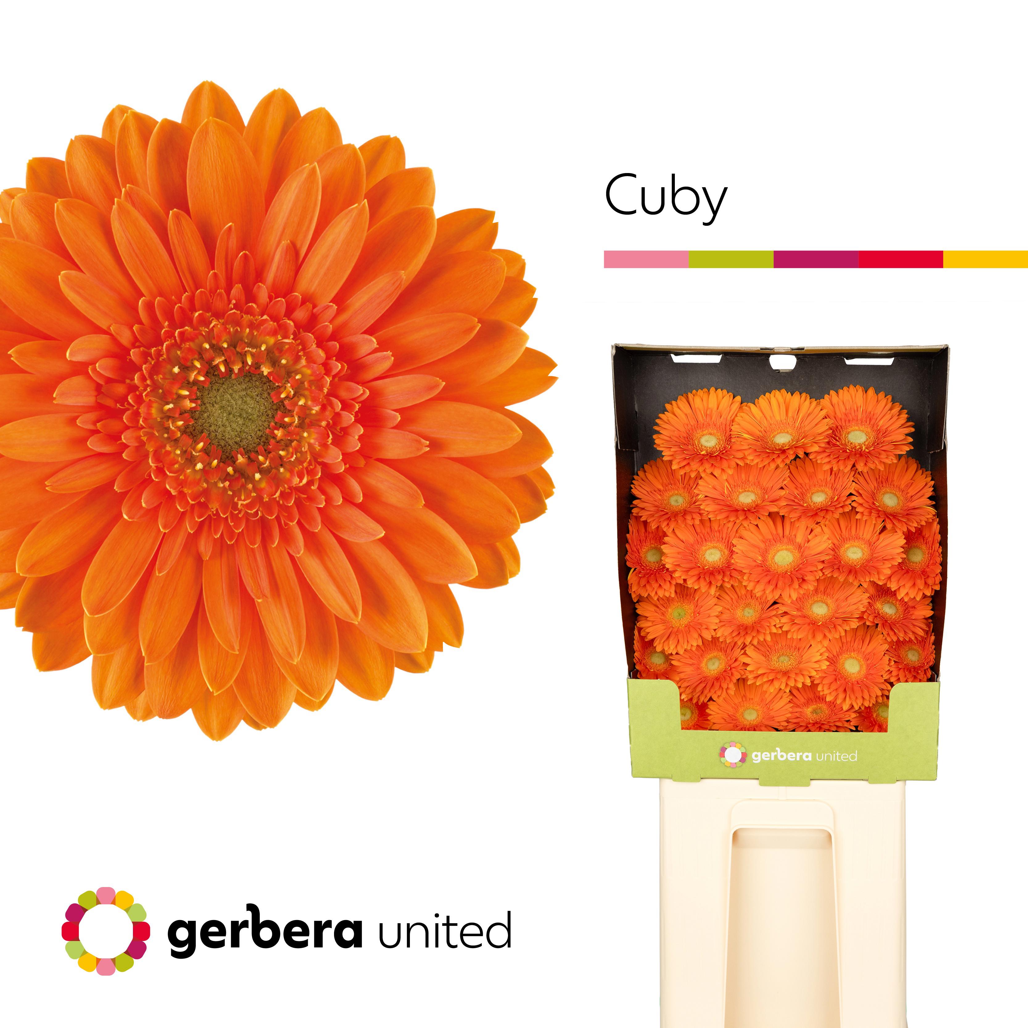 25x Germ.cuby 70cm
