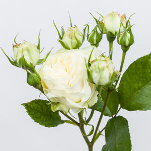 10x Rosa victorian wedding 70cm