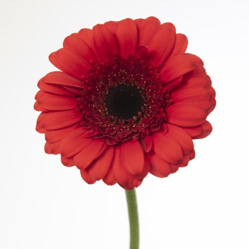 75x Germ.red ruby 70cm