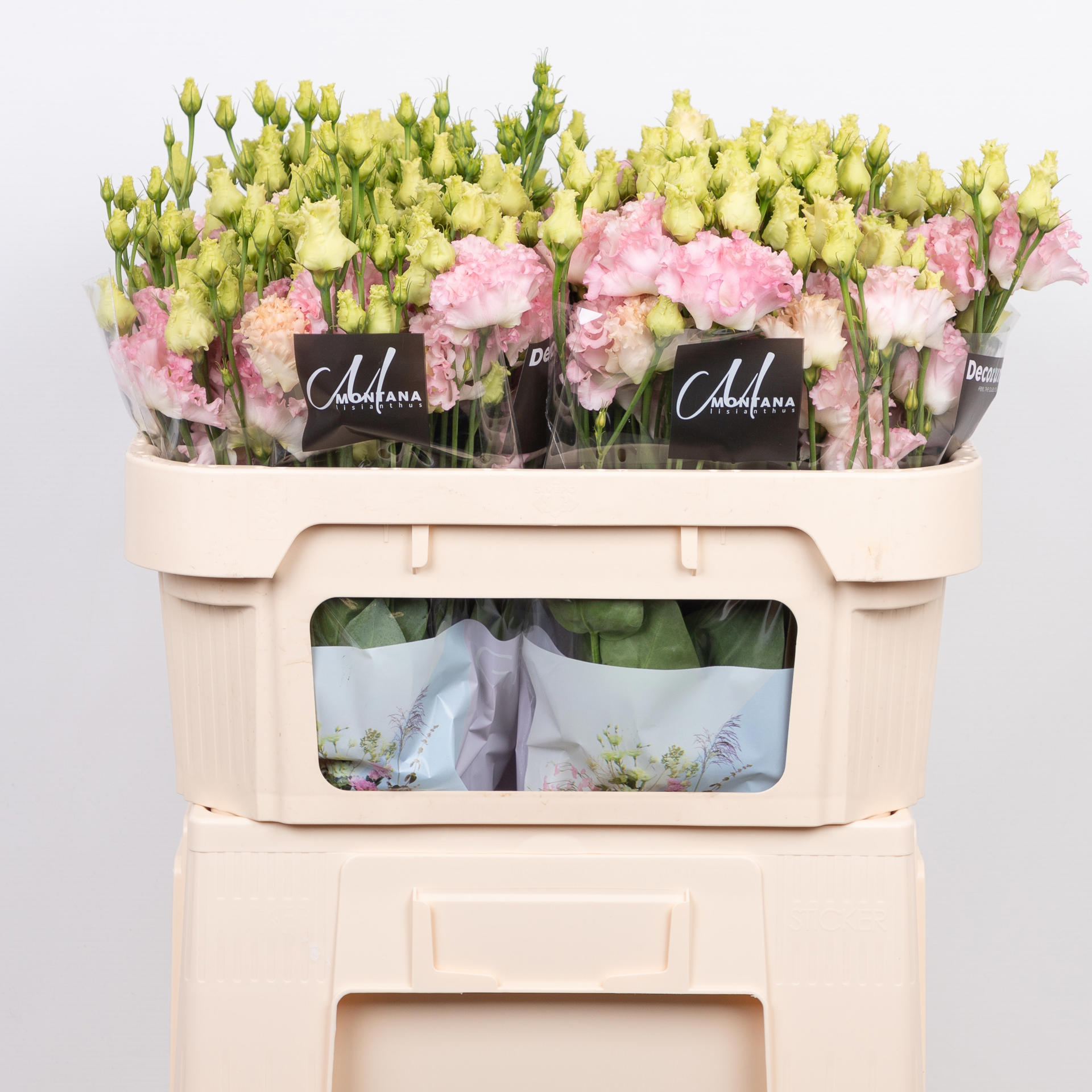 10x Eust.alissa hanoi pink du 70cm