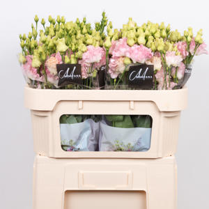 10x Eust.alissa hanoi pink du 70cm