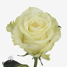 10x Rosa cream unique 50cm