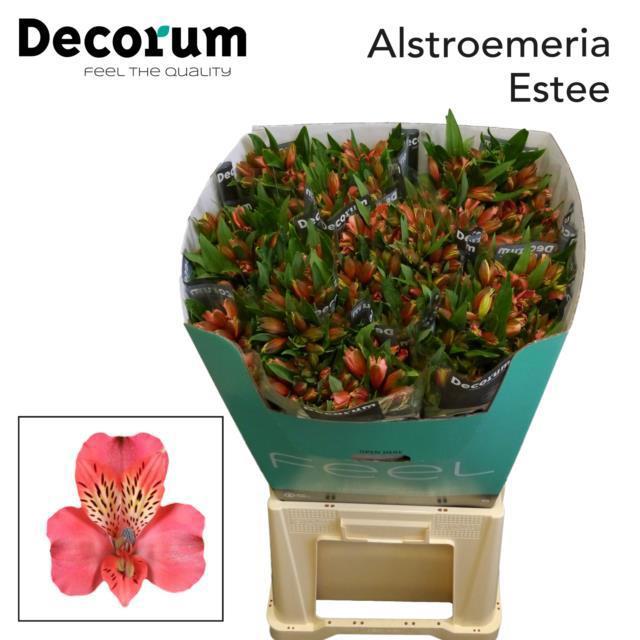 10x Alstroemeria estee 70cm