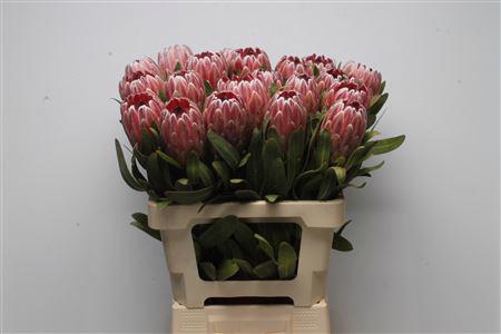 5x Prot.pink ice 60cm