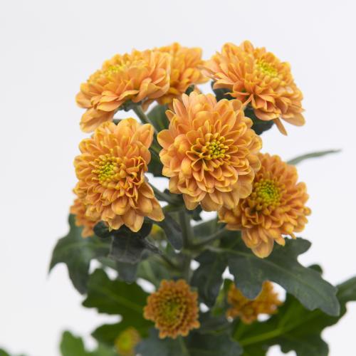 25x Chrysant san.ellison orange 50cm