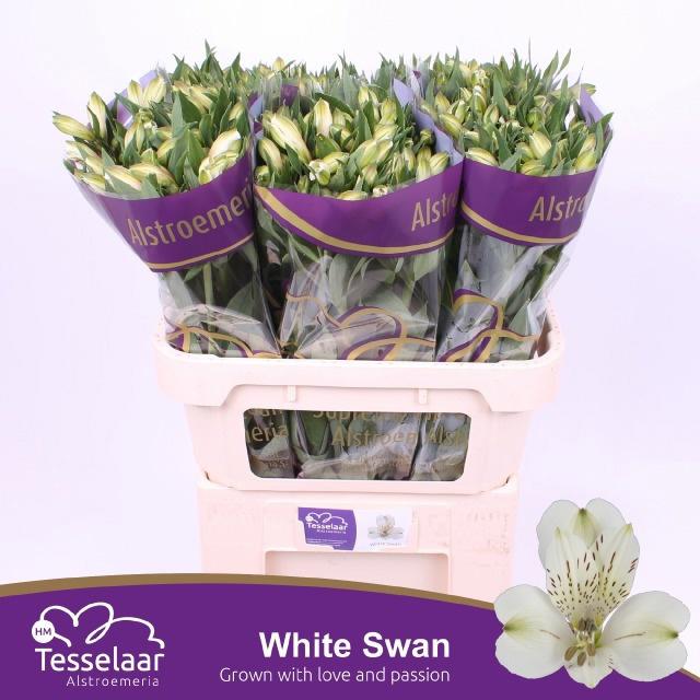 10x Alstroemeria white swan 70cm