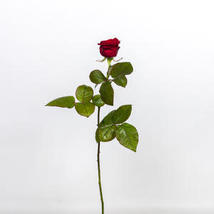 10x Rosa red naomi! 60cm