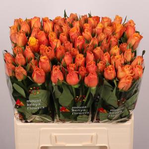 20x Rosa confidential 60cm