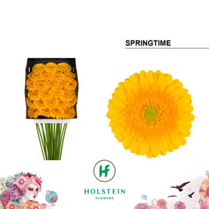 25x Germ.springtime 70cm